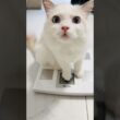 生後8ヵ月になるラグドール子猫の体重は...🐾