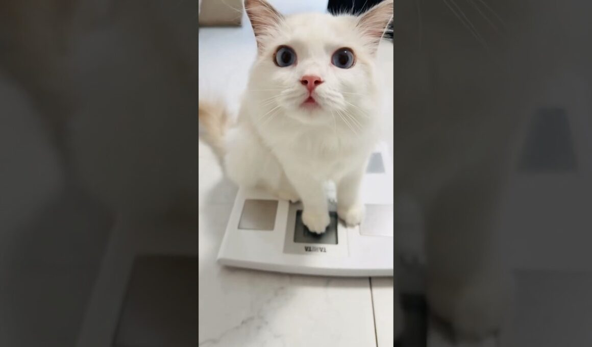 生後8ヵ月になるラグドール子猫の体重は...🐾