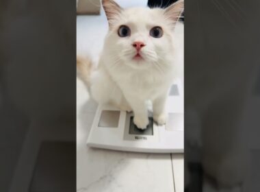 生後8ヵ月になるラグドール子猫の体重は...🐾