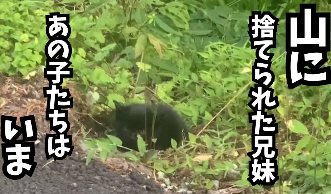 なぜこんなところに子猫？！あの時の兄妹は今・・