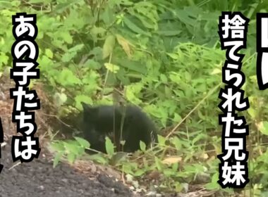 なぜこんなところに子猫？！あの時の兄妹は今・・
