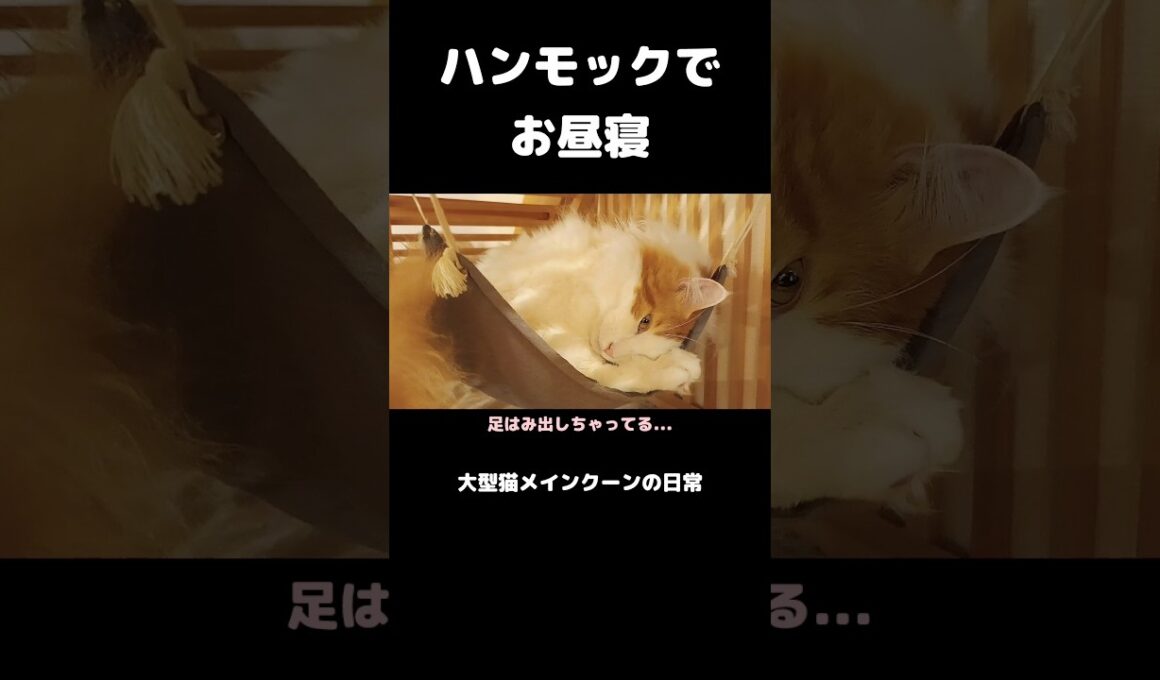 今日のセテさん #メインクーン #猫 #猫のいる暮らし #shorts #cat #mainecoon #catshorts​ #cute​ #cutecat​ #fyp​