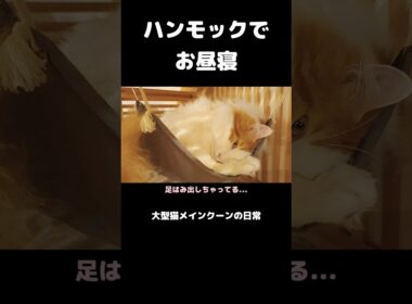 今日のセテさん #メインクーン #猫 #猫のいる暮らし #shorts #cat #mainecoon #catshorts​ #cute​ #cutecat​ #fyp​