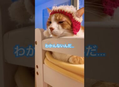 日経平均株価！ってなんですか？【ラバーガールショートコント】