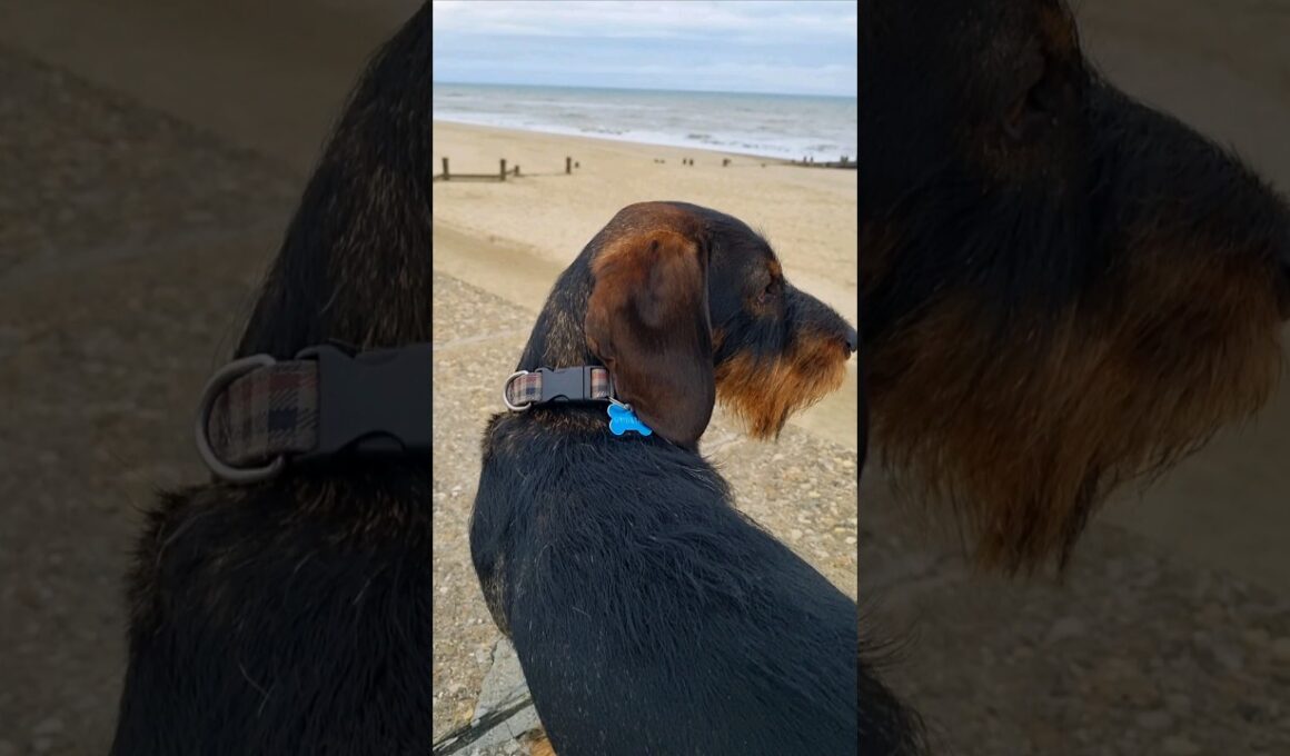 inquisitive #wirehairdachshund #standardteckle #wirehair #dogbeard #peoplewatching