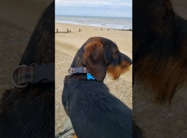 inquisitive #wirehairdachshund #standardteckle #wirehair #dogbeard #peoplewatching