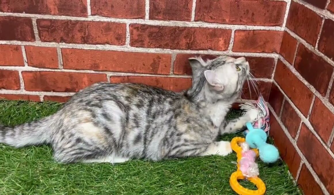 ペットショップCoo&RIKU　728761　アメリカンカール