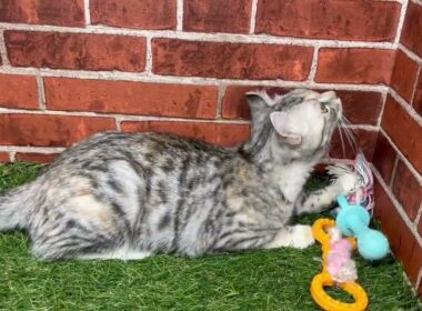 ペットショップCoo&RIKU　728761　アメリカンカール