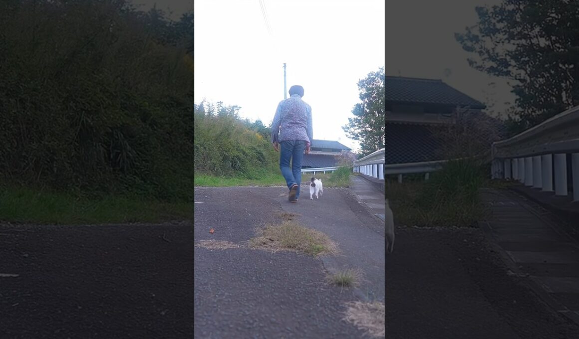 お散歩楽しいニャン！ゆきちゃんいつもありがとう #熱海 ♯伊豆 #ジャパニーズボブテイル #猫のいる暮らし #保護猫  #野良猫