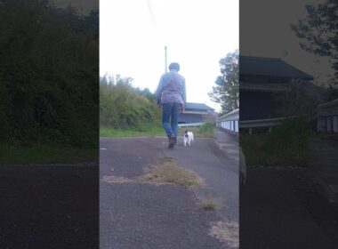 お散歩楽しいニャン！ゆきちゃんいつもありがとう #熱海 ♯伊豆 #ジャパニーズボブテイル #猫のいる暮らし #保護猫  #野良猫