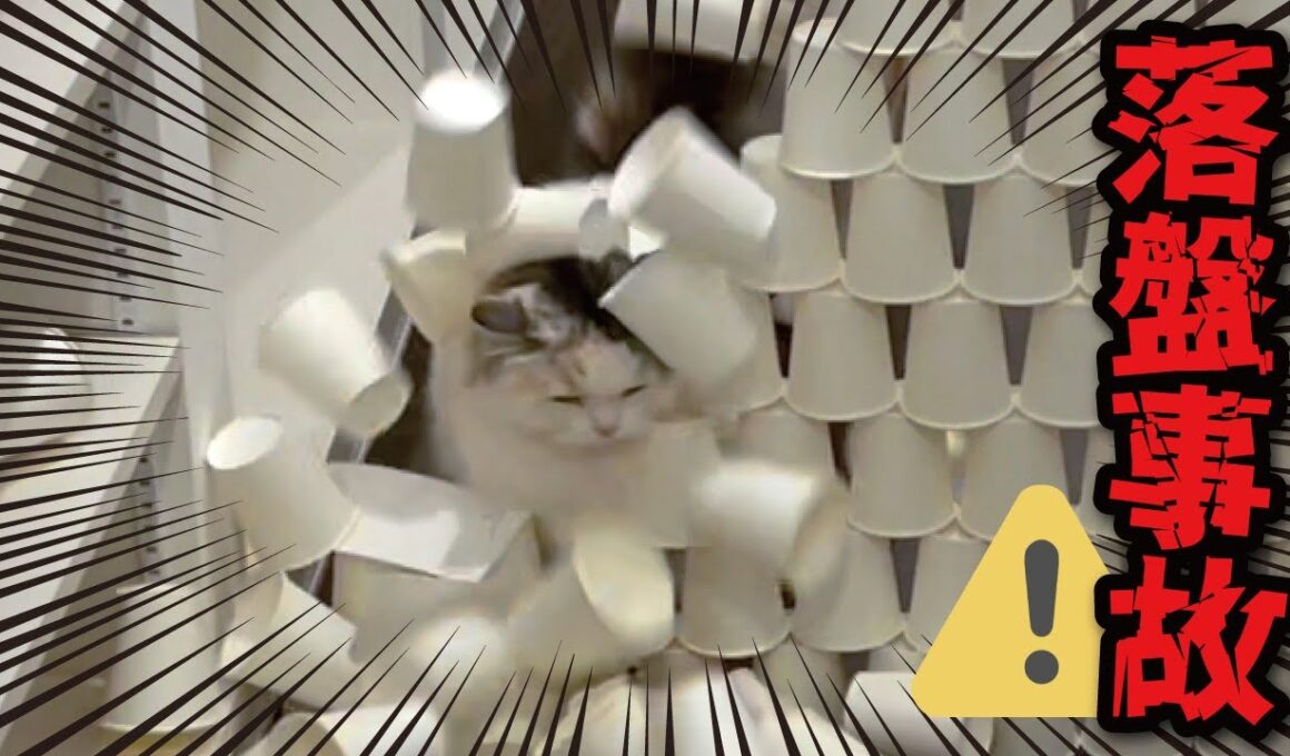 【悲報】紙コップに突撃して事故ってしまう猫様がこちら