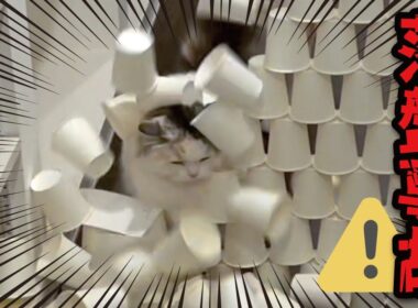 【悲報】紙コップに突撃して事故ってしまう猫様がこちら