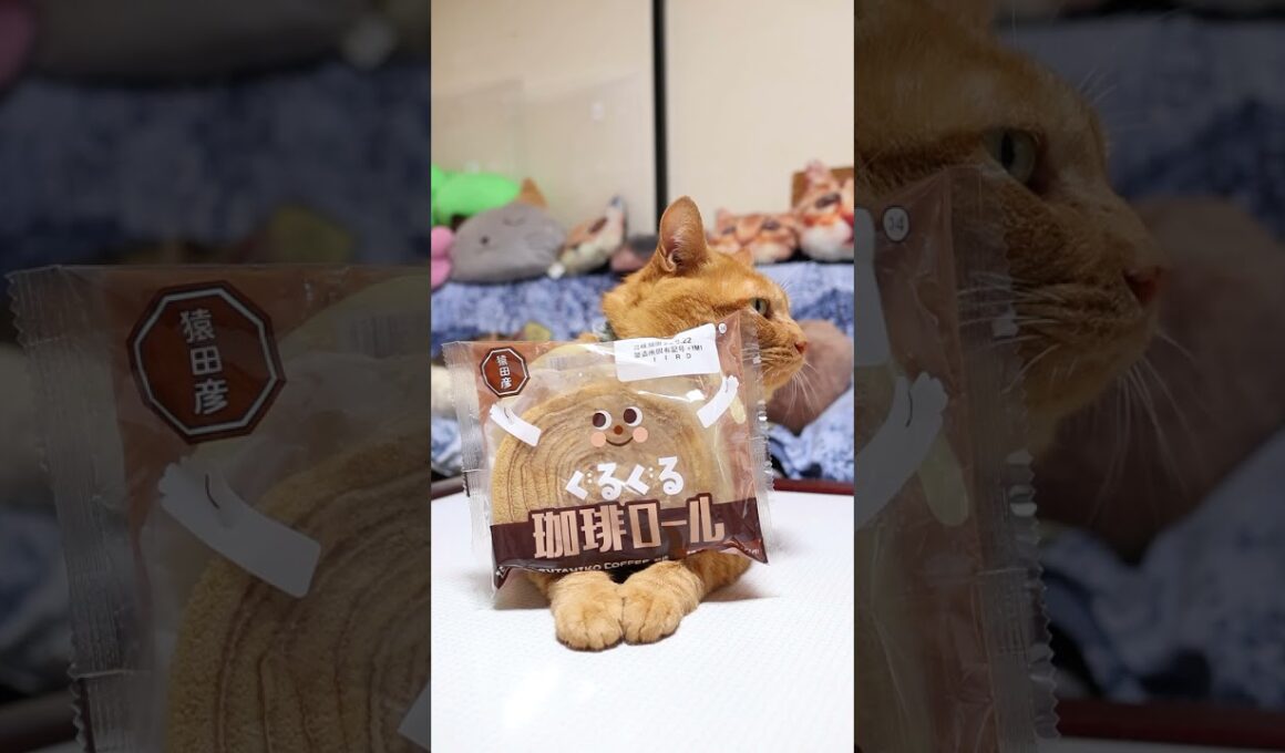 ぐるぐる珈琲ロール　231003