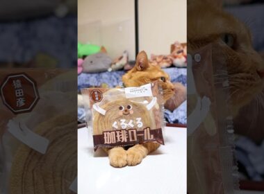 ぐるぐる珈琲ロール　231003