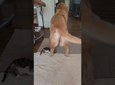 今日のキビッチャン #cat #goldenretriever #ゴールデンレトリバー #癒し #kitten #仔猫#子猫 #猫#ねこ #ビスとイロハ #体重540g 2025年11月4日