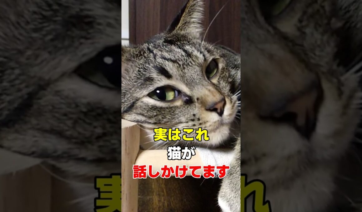 見逃さないで！猫が話しかけている8つのサイン #猫雑学 #ねこたんの解説 #猫