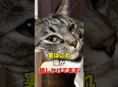見逃さないで！猫が話しかけている8つのサイン #猫雑学 #ねこたんの解説 #猫