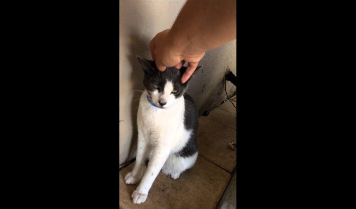 Meet Richard a American Wirehair currently available for adoption at Petango.com! 6/28/2015 4:25:42