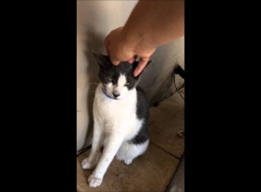 Meet Richard a American Wirehair currently available for adoption at Petango.com! 6/28/2015 4:25:42