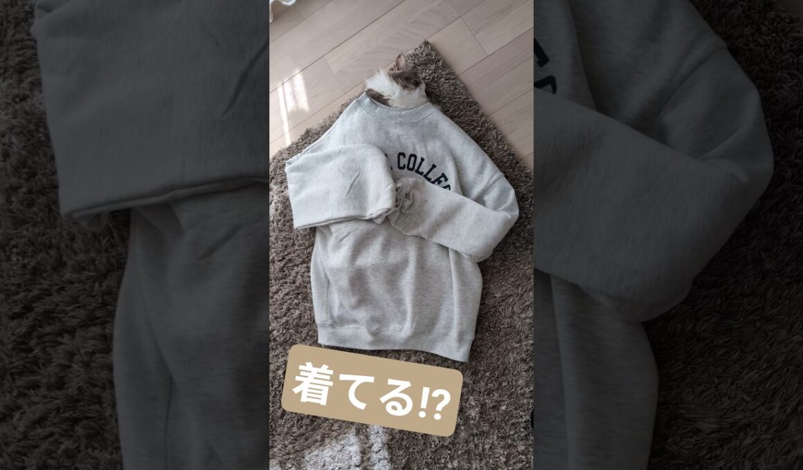 寝ている大型猫にいろいろと… #ノルウェージャンフォレストキャット