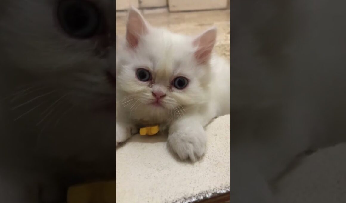 so cute 🥰💞🥰 #cat #cute #kitten #luckyainncats #好きな子猫 #cutecat #子ネコ #赤ちゃん #catshorts #catmemes