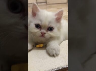 so cute 🥰💞🥰 #cat #cute #kitten #luckyainncats #好きな子猫 #cutecat #子ネコ #赤ちゃん #catshorts #catmemes