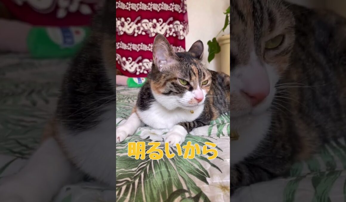 夜はまん丸お目目✨美にゃん💓まーにゅ⭐️お昼は猫目だよ👀