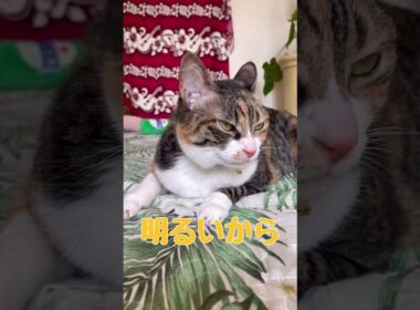 夜はまん丸お目目✨美にゃん💓まーにゅ⭐️お昼は猫目だよ👀