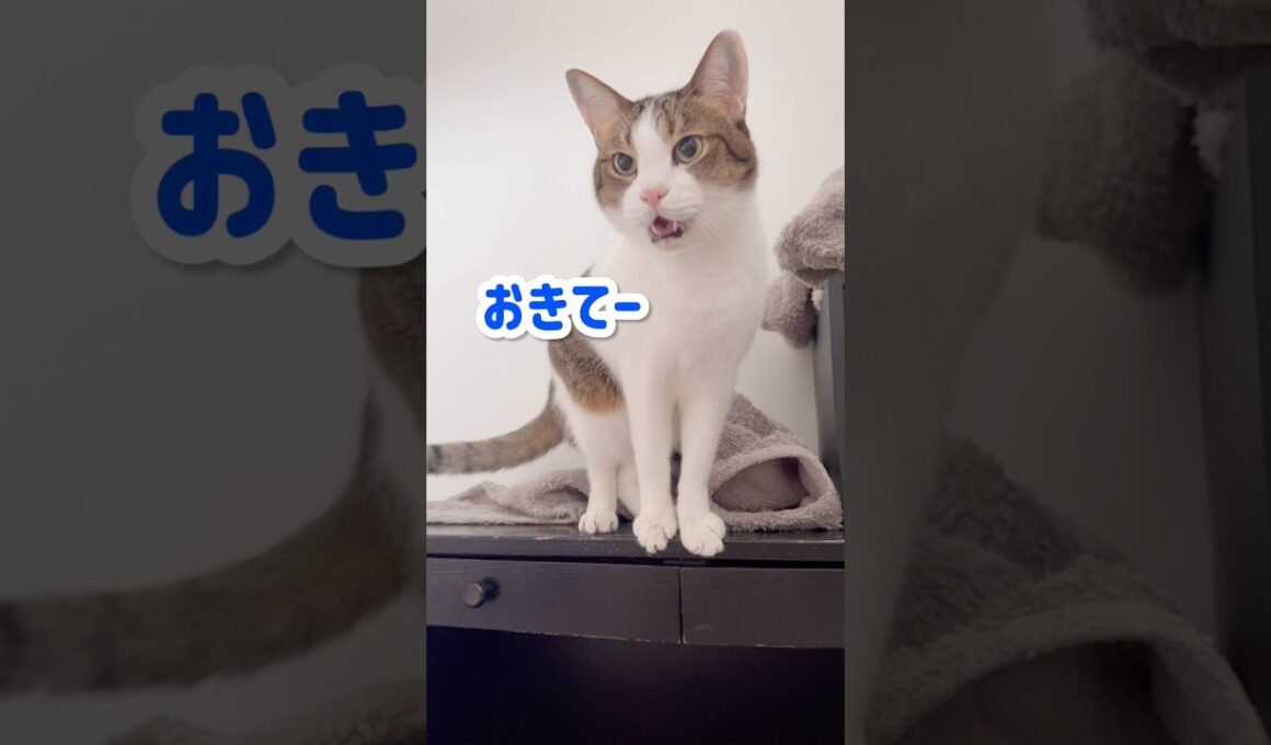 鳴いて起こす猫と寝ぼけ飼い主のガチ会話😂