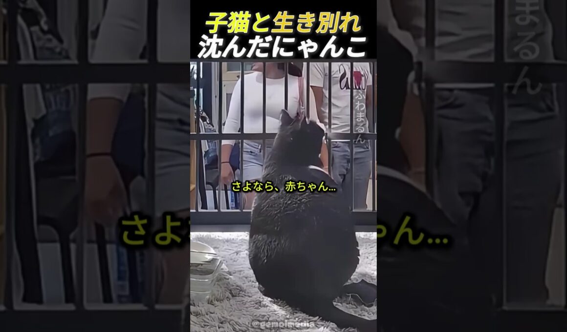 子猫たちと生き別れ、保護施設でひとりになったにゃんこ