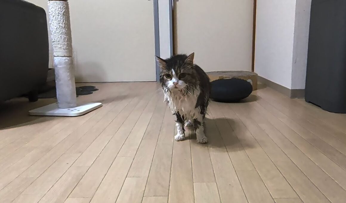 1年ぶりのシャンプーが過酷すぎて放心状態になってしまった猫