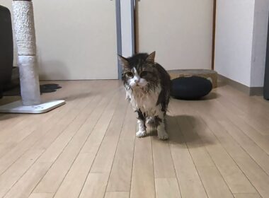 1年ぶりのシャンプーが過酷すぎて放心状態になってしまった猫