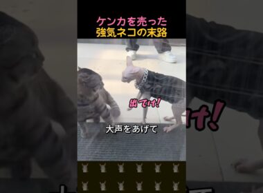 怖いもの知らずでケンカを売ったネコの末路