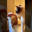 まだまだ未熟なデブ猫に喝を入れるスノーシュー猫 #cat 猫のいる生活 #shorts