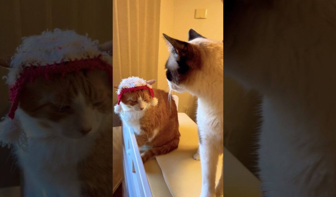 まだまだ未熟なデブ猫に喝を入れるスノーシュー猫 #cat 猫のいる生活 #shorts