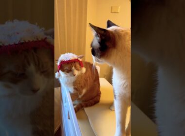 まだまだ未熟なデブ猫に喝を入れるスノーシュー猫 #cat 猫のいる生活 #shorts