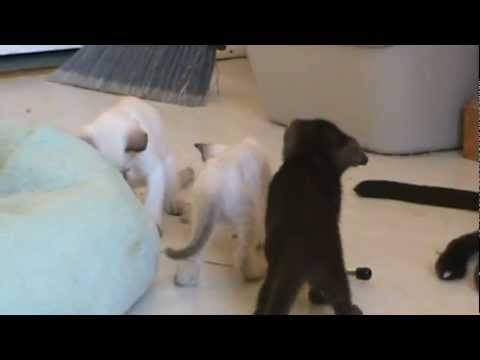 Havana Brown F1 kittens July 22, 2012