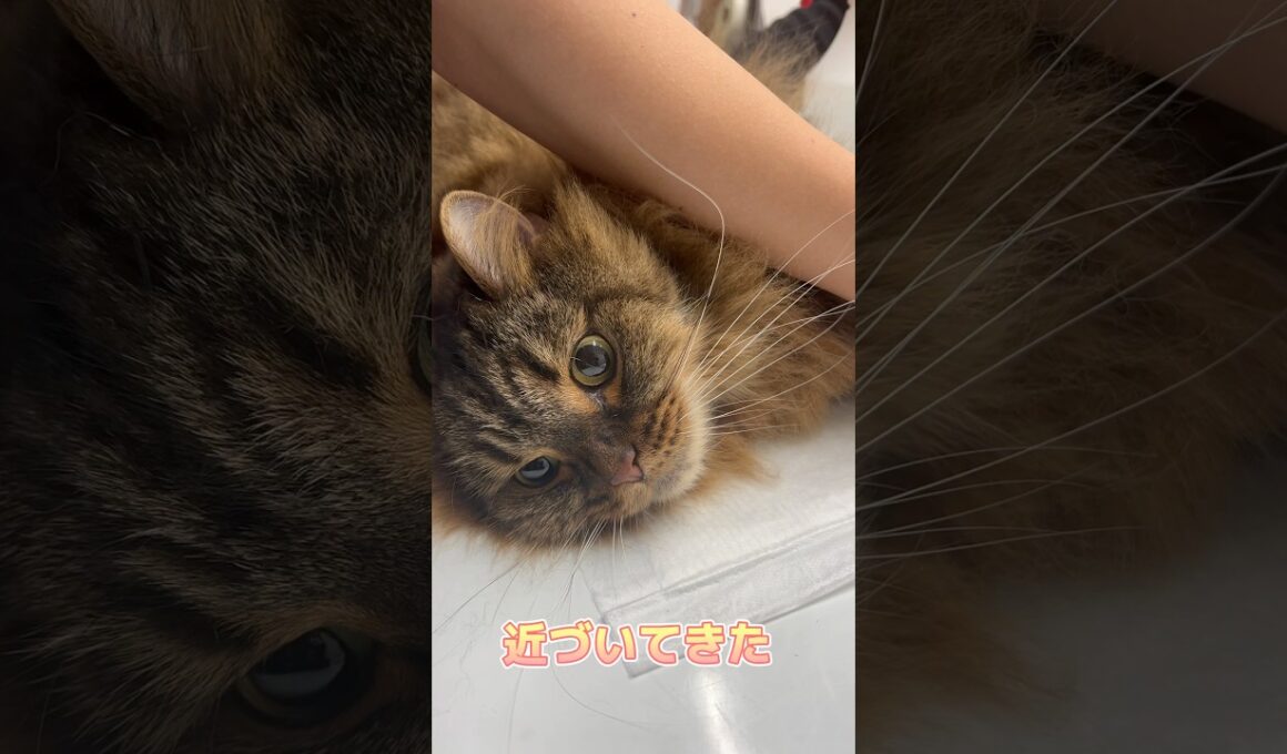 エコー検査をがんばるスコティッシュフォールド