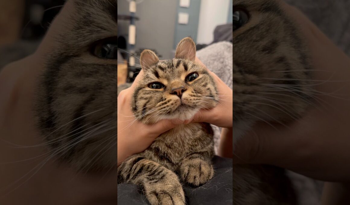 うさ耳の猫が可愛すぎる... #cat #kitten