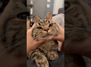 うさ耳の猫が可愛すぎる... #cat #kitten