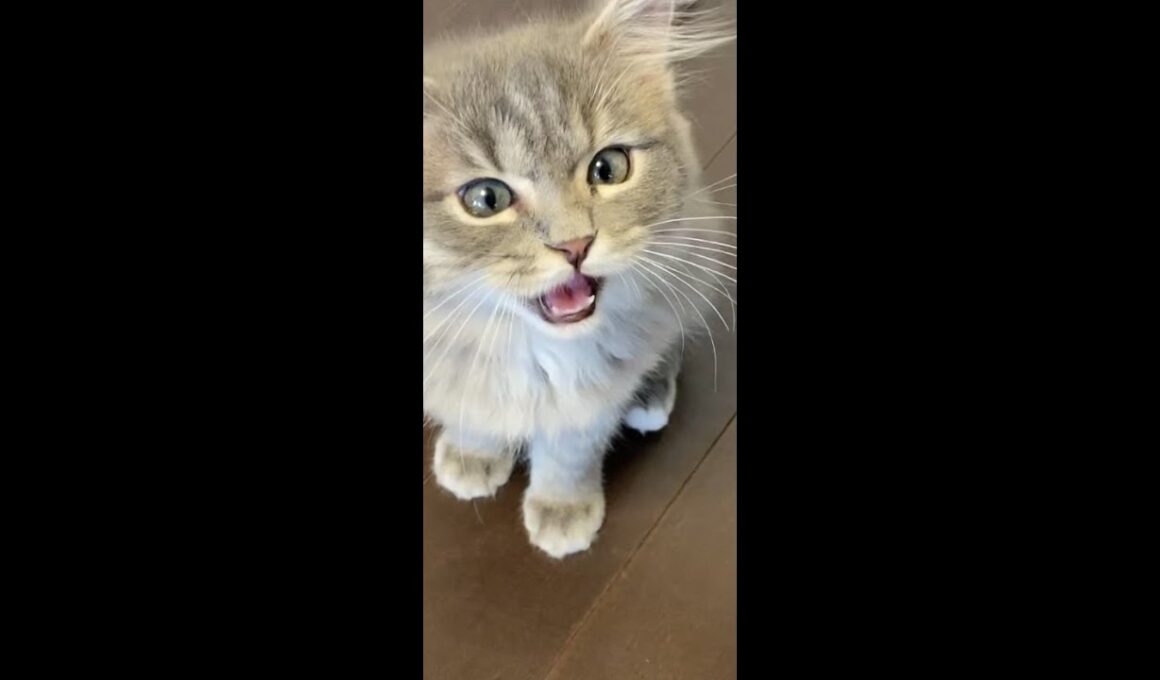 ごはんの時間になるとおすわりしてアピールするサイベリアンの子猫が可愛い【#shorts】