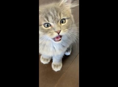 ごはんの時間になるとおすわりしてアピールするサイベリアンの子猫が可愛い【#shorts】