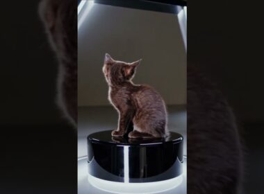 cute kitten Havana Brown | Gato Habana Brown #cute #funny #pets #cat