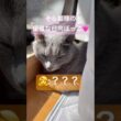 優雅な日向ぼっこ🩷 #猫 #ロシアンブルー #猫のいる暮らし  #shorts