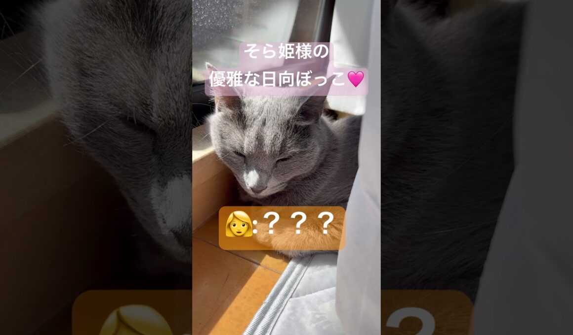 優雅な日向ぼっこ🩷 #猫 #ロシアンブルー #猫のいる暮らし  #shorts