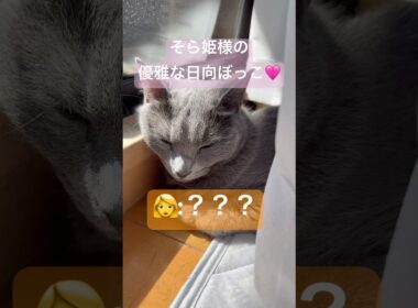 優雅な日向ぼっこ🩷 #猫 #ロシアンブルー #猫のいる暮らし  #shorts