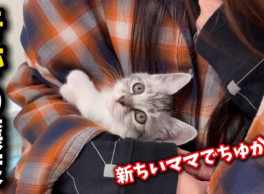 子猫の柔の里親様はまさかの人物でした