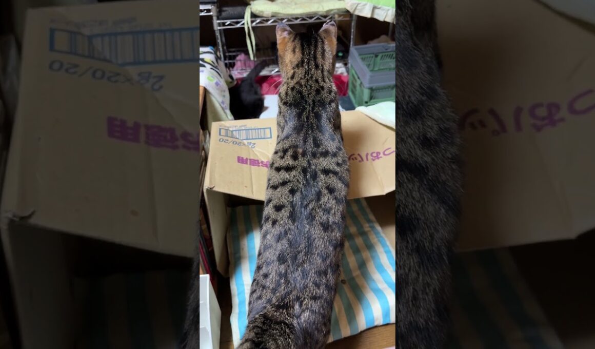 またも、段ボール箱を飛び越え、突っ込む黒猫の黒夢。その先には、シャムの雫が。キジシロのルル、参加するが、気まぐれ、やめた