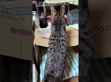 またも、段ボール箱を飛び越え、突っ込む黒猫の黒夢。その先には、シャムの雫が。キジシロのルル、参加するが、気まぐれ、やめた