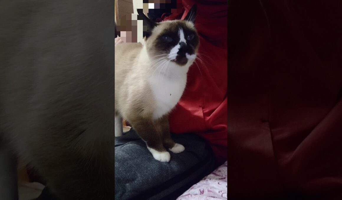 今日のシャム猫さん#ねこ#猫#cat#癒し#Shorts